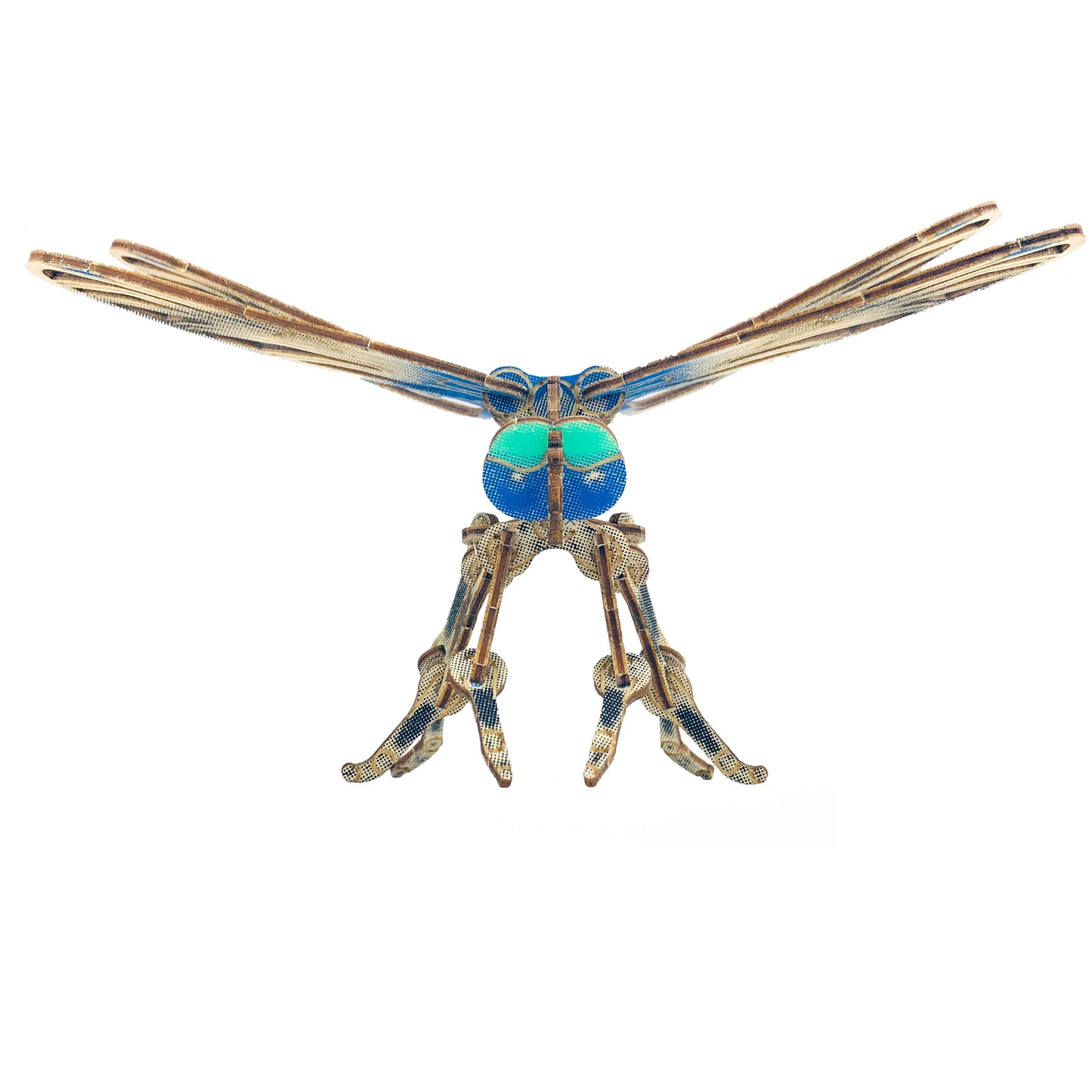 Arthropoda: Dragonfly