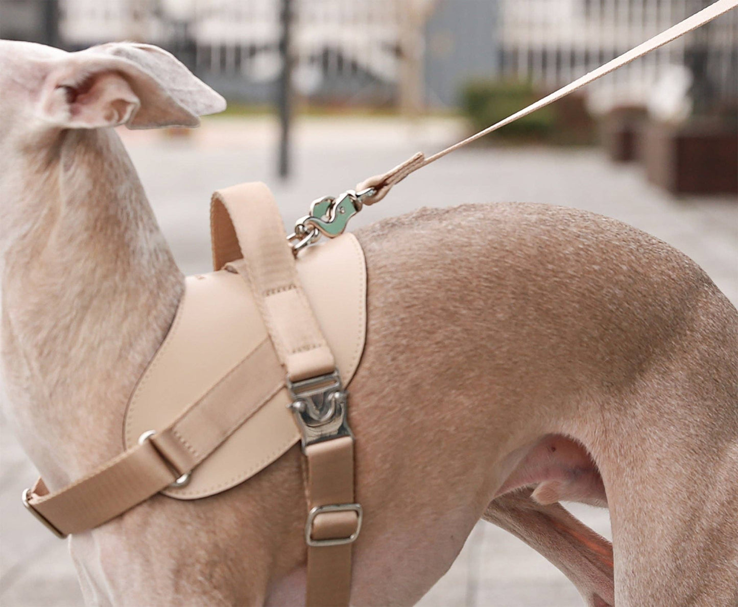 Hozi - Saddle Hands-free Leash : Black