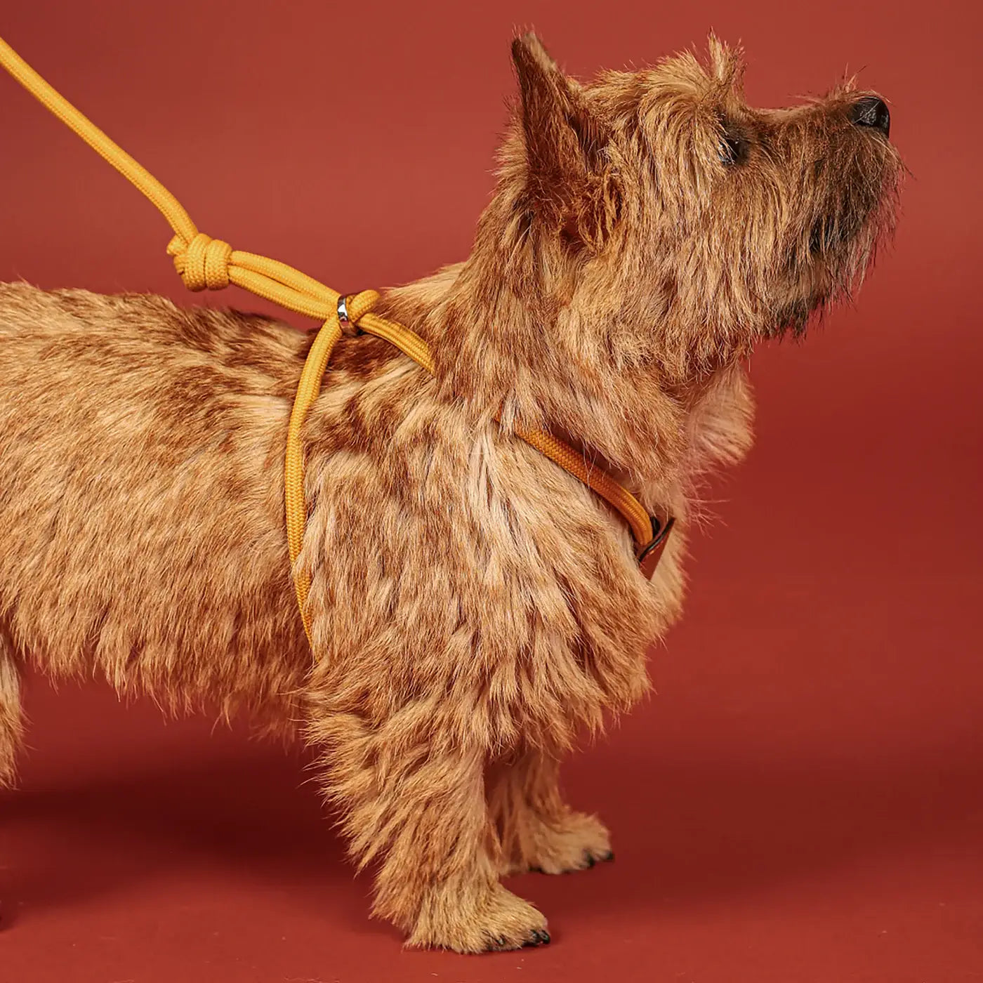 Hozi - All-in-one Harness : mustard