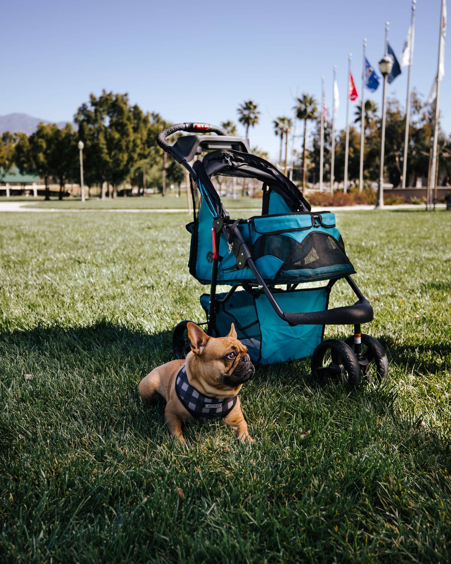 Petique - Durable Pet Stroller