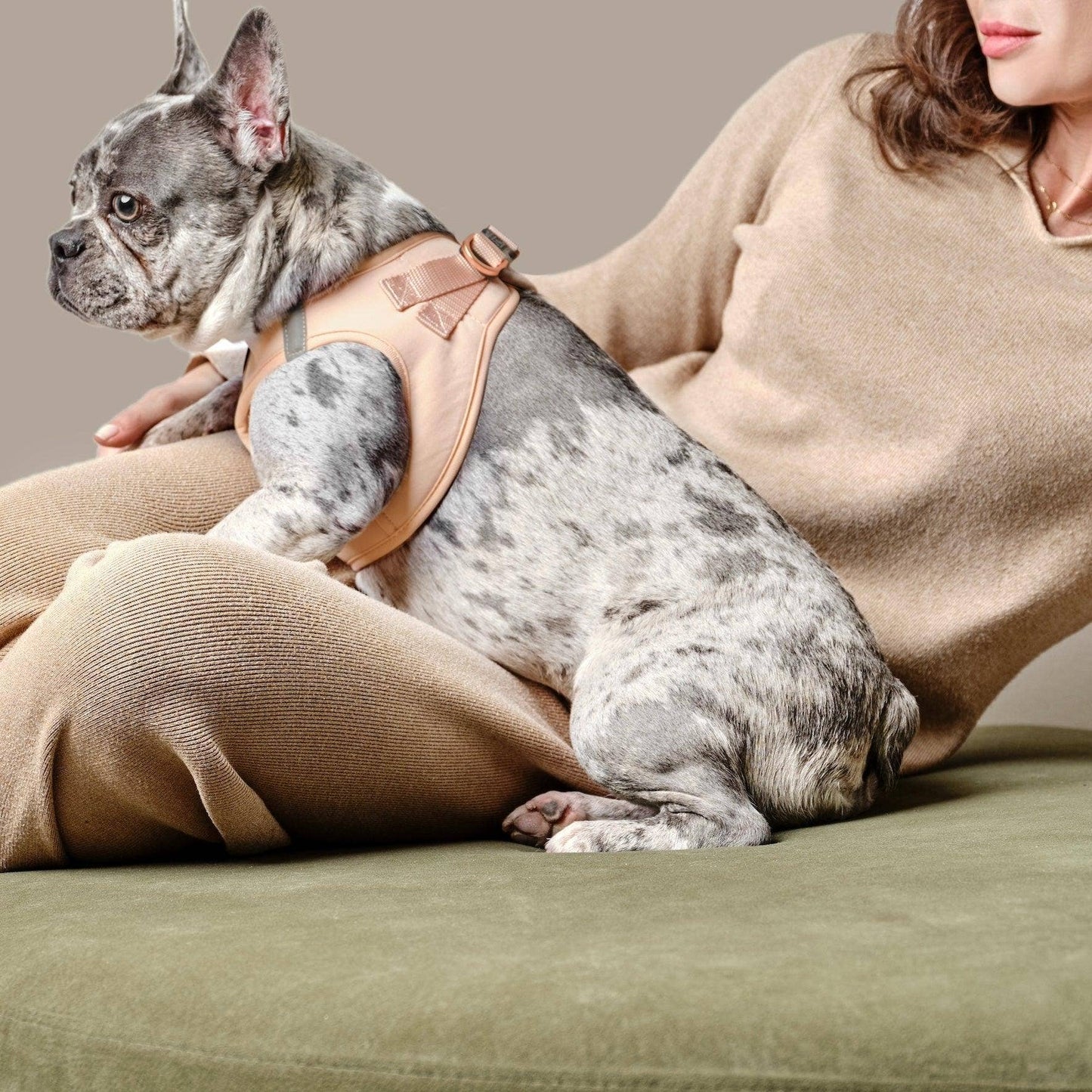 Dogistry™ - SoHo Dog Harness - Dune