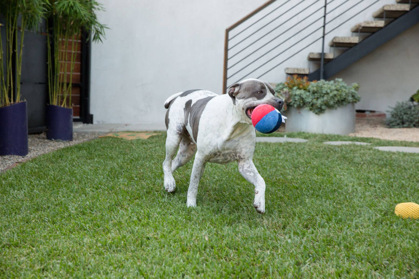Jax & Bones Beach Ball Plush Dog Toy Small 3"