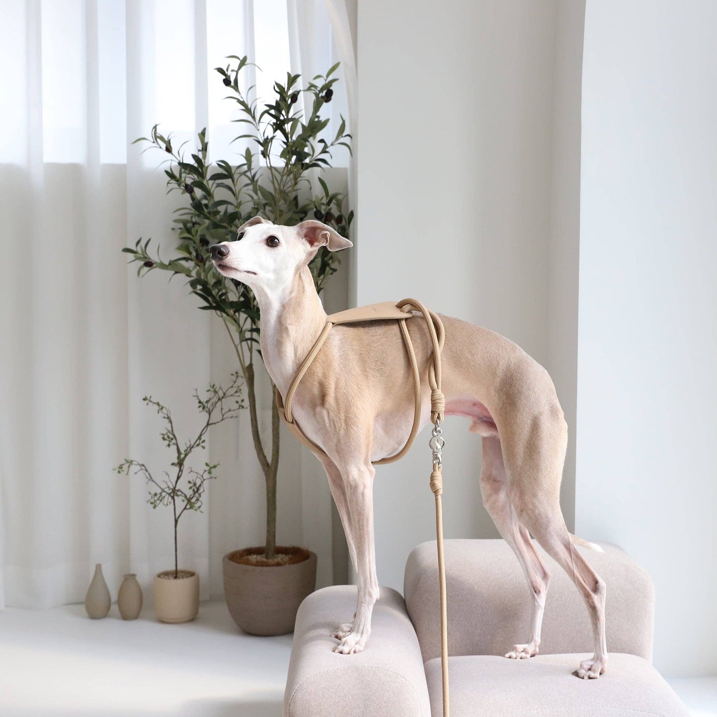 Hozi - [NEW] Essential Harness - Black