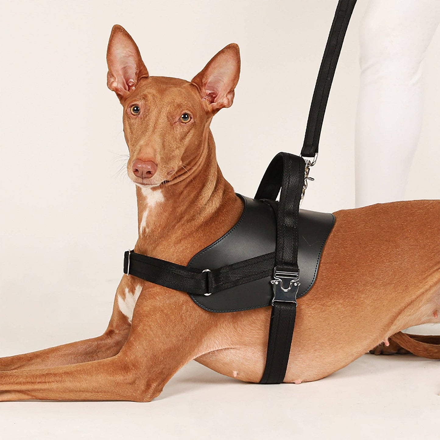 Hozi - Saddle Hands-free Leash : Black