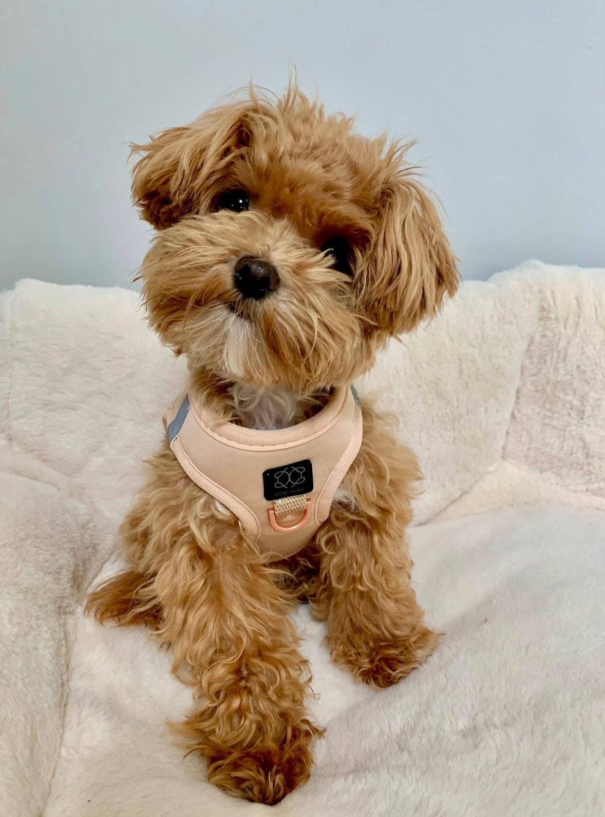 Dogistry™ - SoHo Dog Harness - Dune