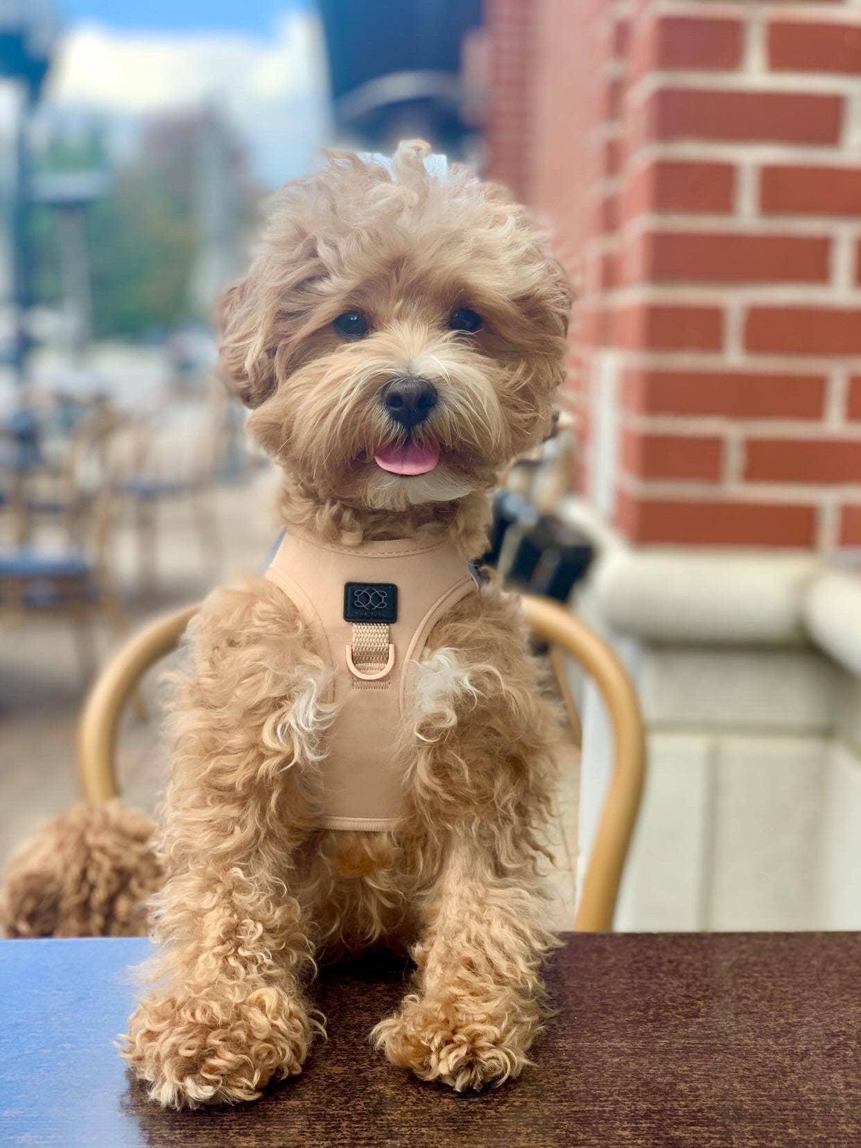 Dogistry™ - SoHo Dog Harness - Dune