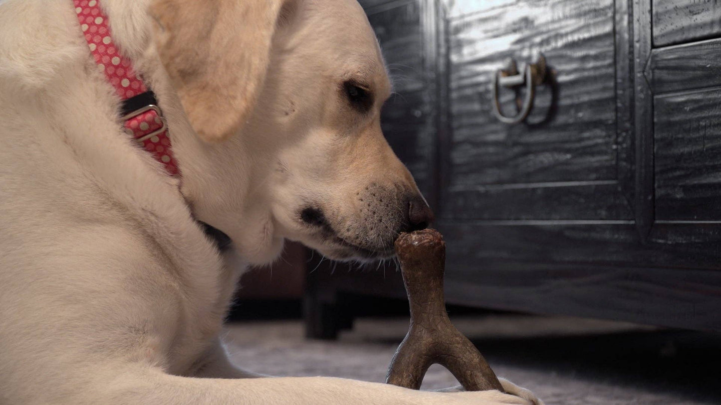 Caitec Inc - Hero Bonetics™ Wishbone Dog Chew Toy