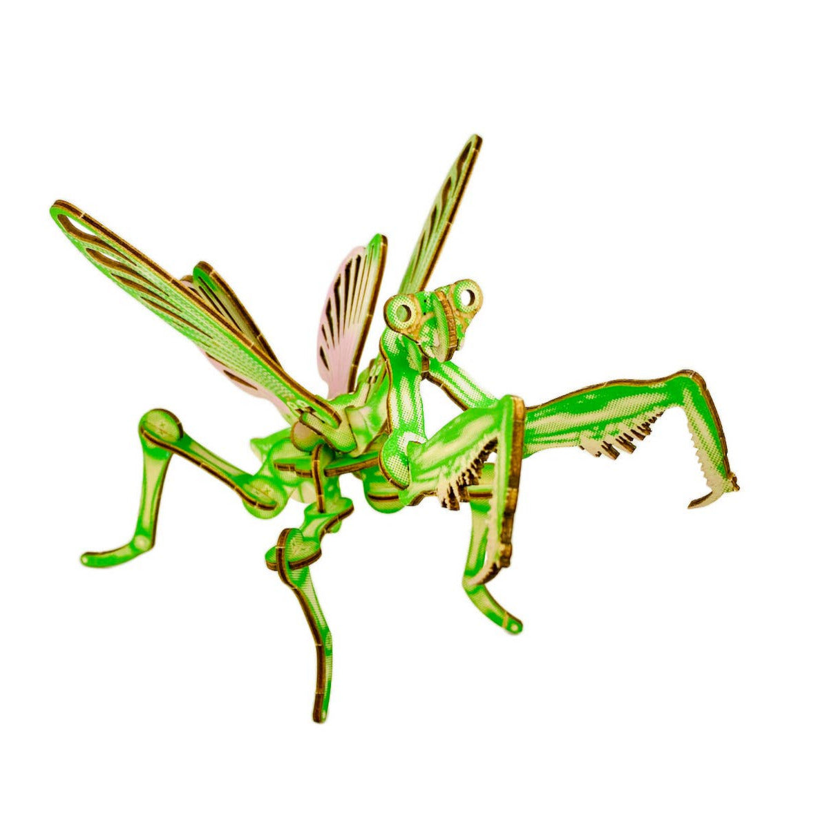 Arthropoda: Umbrella Mantis