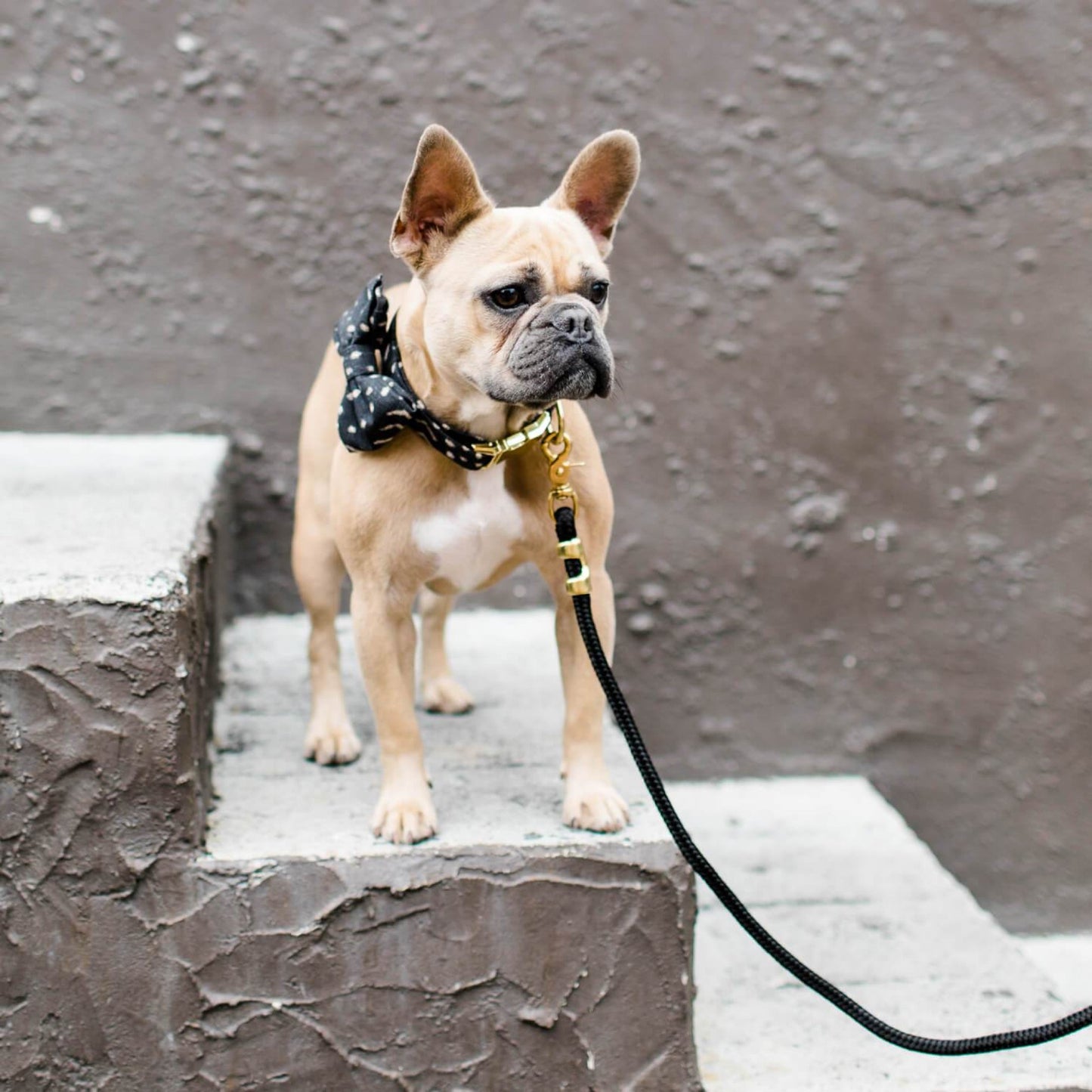 Dog Capone