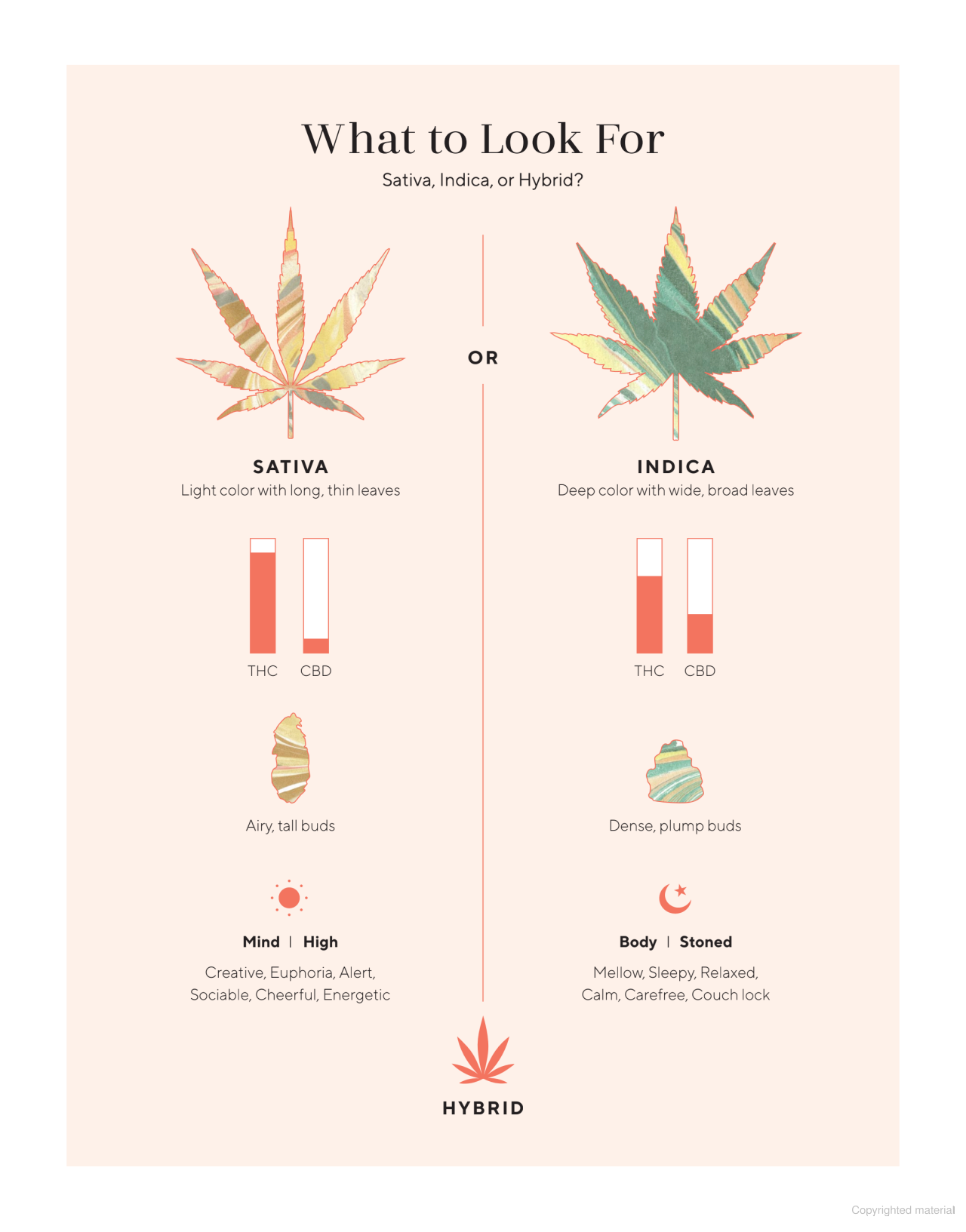 Edibles Small Bites for the Modern Cannabis Kitchen