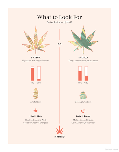 Edibles Small Bites for the Modern Cannabis Kitchen
