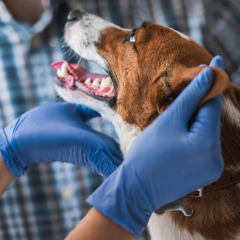 Book Dental Teeth Cleaning