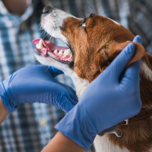 Book Dental Teeth Cleaning